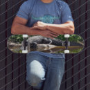 Search for alligator skateboards Wildlife