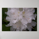 Search for white bloom posters Florals
