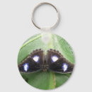 Search for beautiful butterflies keychains Animals