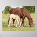 Recherche de poulain jument posters Chevaux