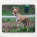 Search for darling electronics Dog