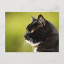 Recherche de tête de chat cartes postales Noir