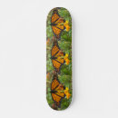 Search for monarch skateboards Butterflies