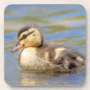Search for duckling coasters Animal