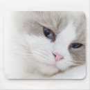 Recherche de ragdoll Photographie de chat