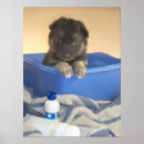 Search for fuzzy posters Photography