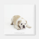 Recherche de bouledogue photographie Animal