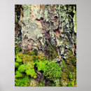 Search for tree bark art Botanical