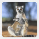 Search for ring tailed lemur stickers Endangered