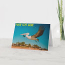 Search for pelican cards Photography