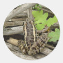 Search for leopard frogs Animal