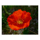 Search for red poppies posters Wildflower