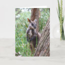Search for wallabies cards Marsupial