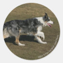 Recherche de border collies crafts party Chien