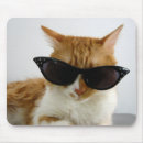Search for cool cat photography Cute
