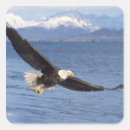 Search for predator stickers Raptor