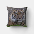 Search for tiger pillows Photograph