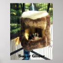 Search for gliders posters Animals
