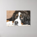 Recherche de sennenhund posters Animal