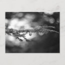 Search for pinecone postcards Nature
