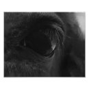 Recherche de chevaux noirs posters Mustang