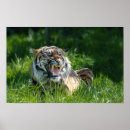 Search for roaring posters Tiger