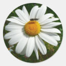 Search for bee on daisy stickers Floral