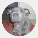 Search for bulls eye stickers Pet