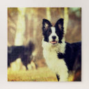 Search for border collie puzzles Animal