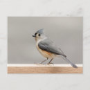 Search for titmouse postcards Winter