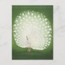 Recherche de peinture de paon cartes postales Plumes