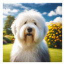 Search for old english sheepdog art Cute