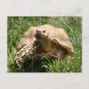 Search for slow postcards Reptile