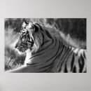 Search for cat profile posters Black and white