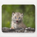 Recherche de tombes tapis souris Faune