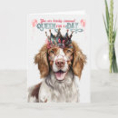 Search for springer spaniel birthday cards Dogs
