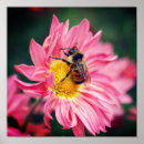 Search for two bees posters Nature