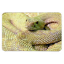 Recherche de serpent magnets Animal