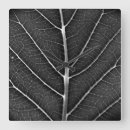 Recherche de lueur photographie Feuille