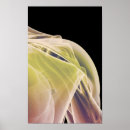 Recherche de muscle humain posters De travail