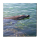 Recherche de natation carreaux Dauphins