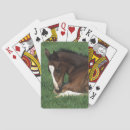Search for warmbloods Equestrian