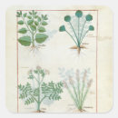 Search for herbal medicine stickers Treatise