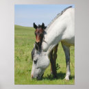 Search for mare posters Colt