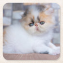 Search for persian coasters Domestic cat
