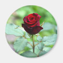 Search for rosebud Bloom