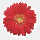 Recherche de gerbera rouge autocollants Fleur