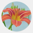 Search for orange lily stickers Nature