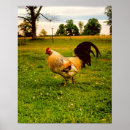 Search for chicken art Farm life