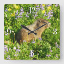 Recherche de marmotte horloges Faune